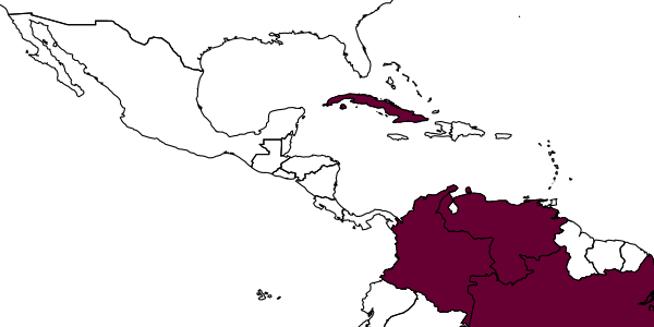 map of Thaumatodryinus bruchi     De Santis & Vidal Sarmiento, 1974